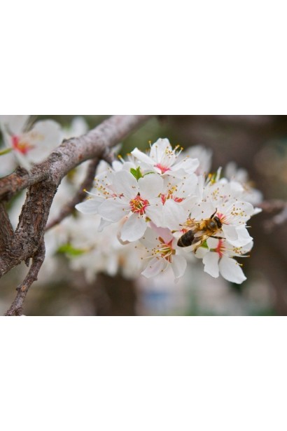 Абрикос Ананасовий